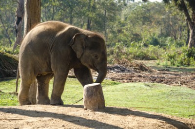 Elephants are large mammals of the family Elephantidae and the order Proboscidea.  Two species are traditionally recognised, the African elephant  and the Asian elephant Elephants are herbivorous and can be found in  different habitats including savannahs, forests, deserts and marshes.