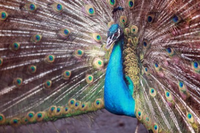 pfau